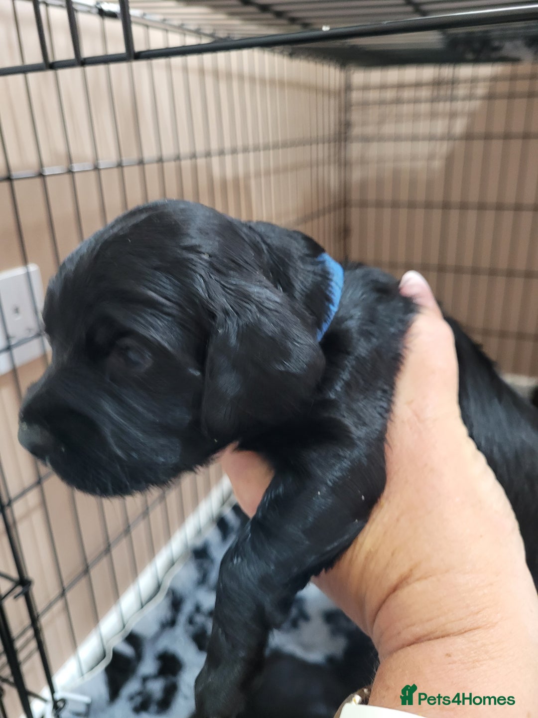 Sprocker dogs for sale: Sprocker puppies - Image 2