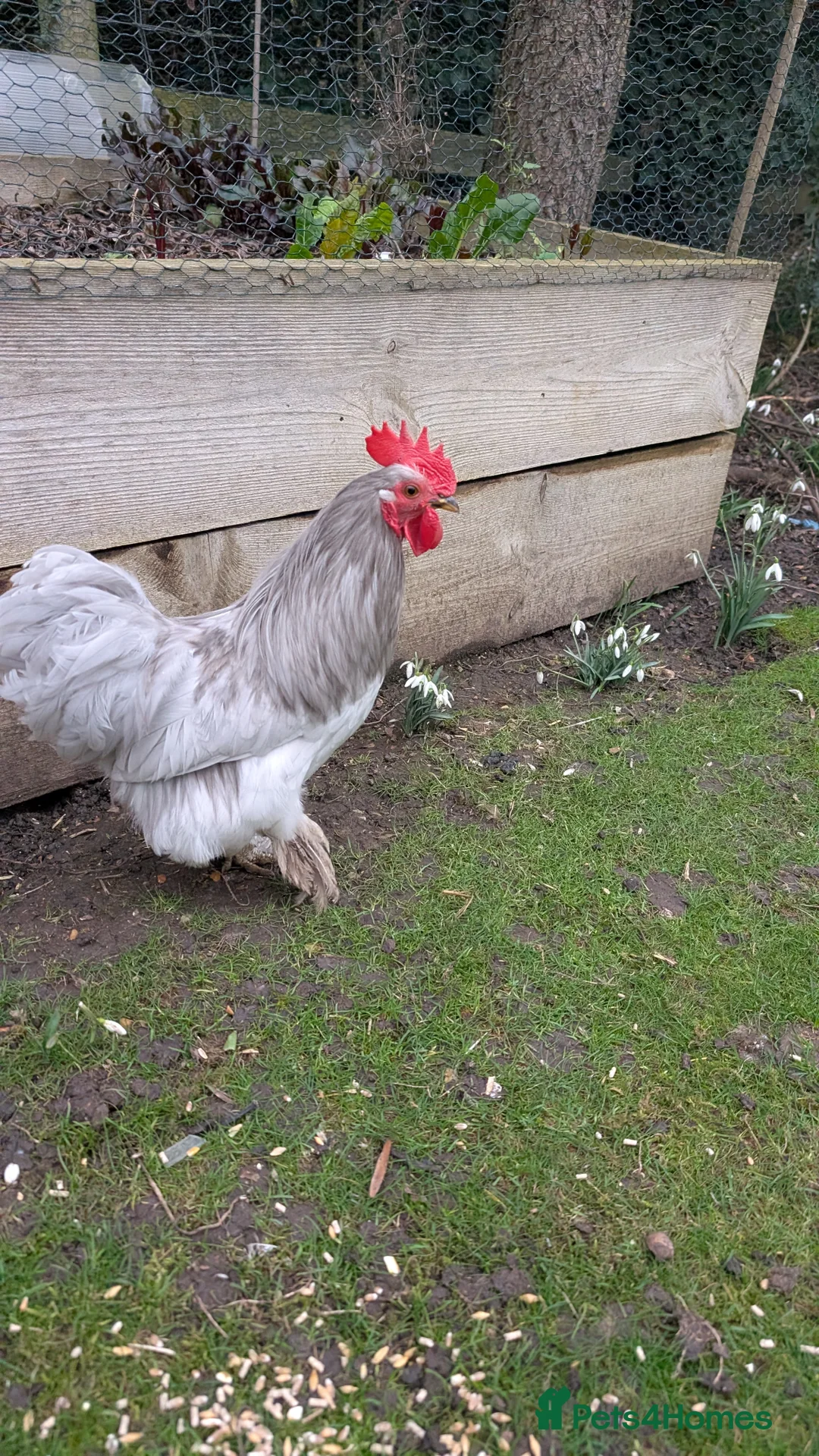 Chickens poultry for sale: Silkie Bantam Cockerels  - Advert 13