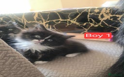 Mixed Breed cats for sale: Lovely Persian mix kittens - Image 21