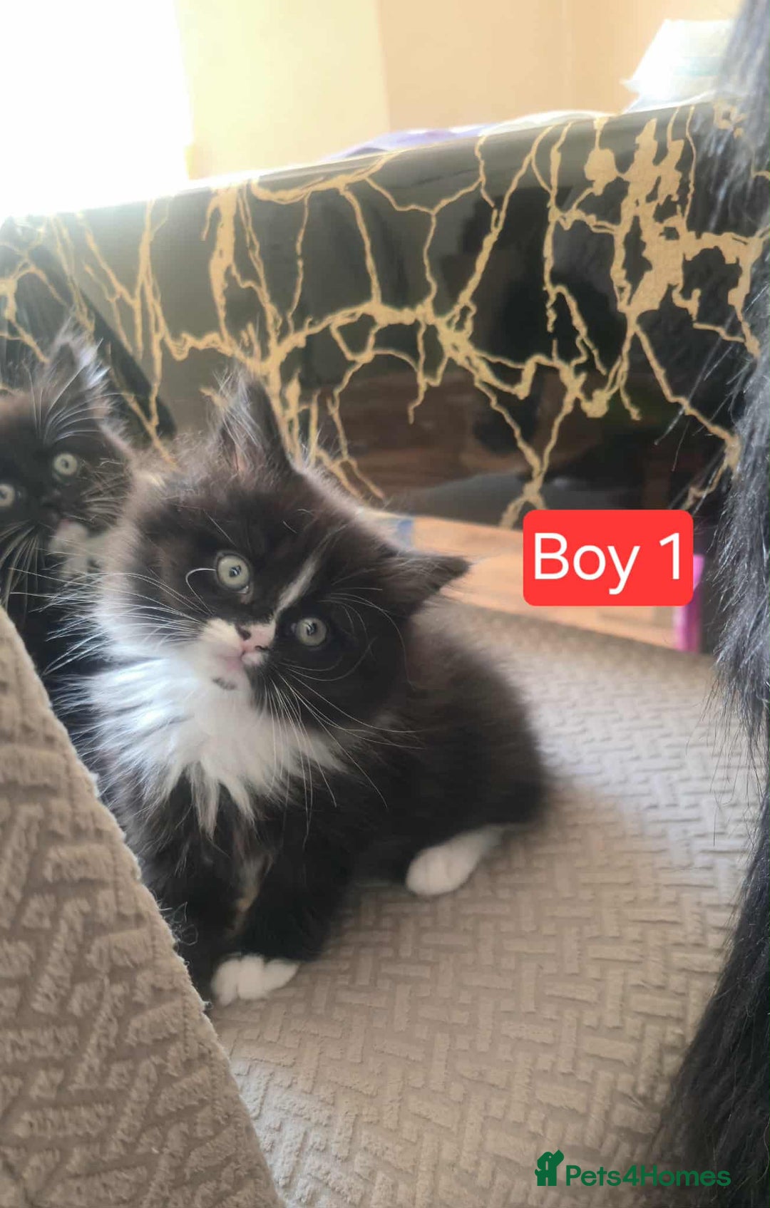 Mixed Breed cats for sale: Lovely Persian mix kittens - Image 21
