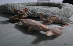 Sphynx cats for sale: 3 beautiful sphynx kittens for sale  - Image 11