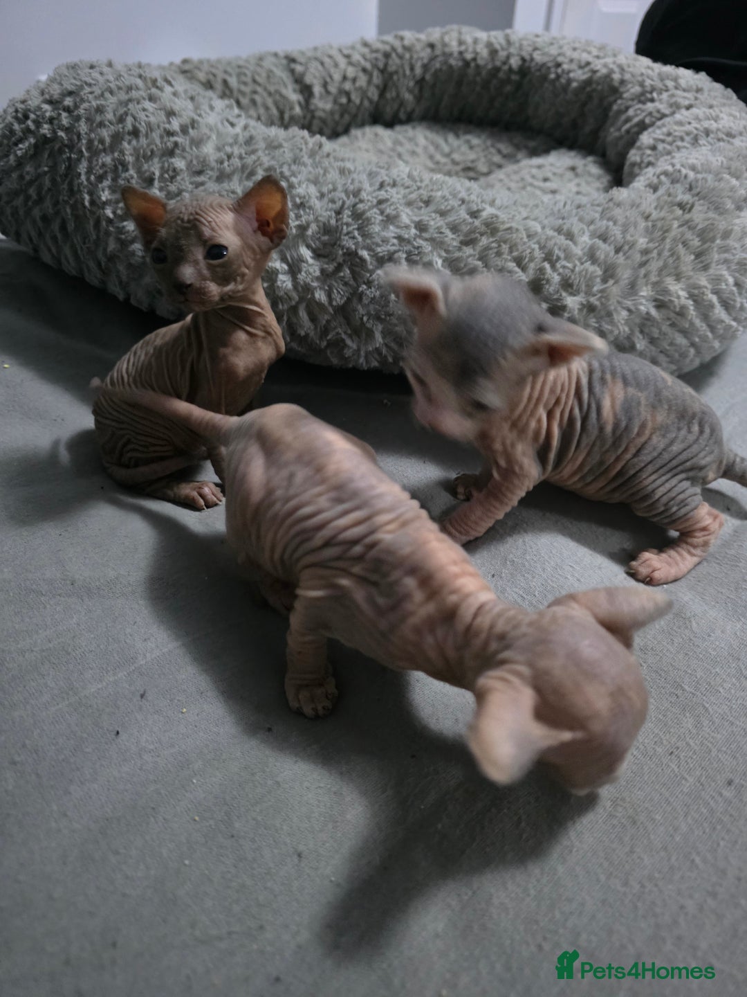 Sphynx cats for sale: 3 beautiful sphynx kittens for sale  - Image 11