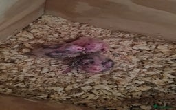 Cockatiels birds for sale: Gorgeous Baby Cockatiels  - Image 5