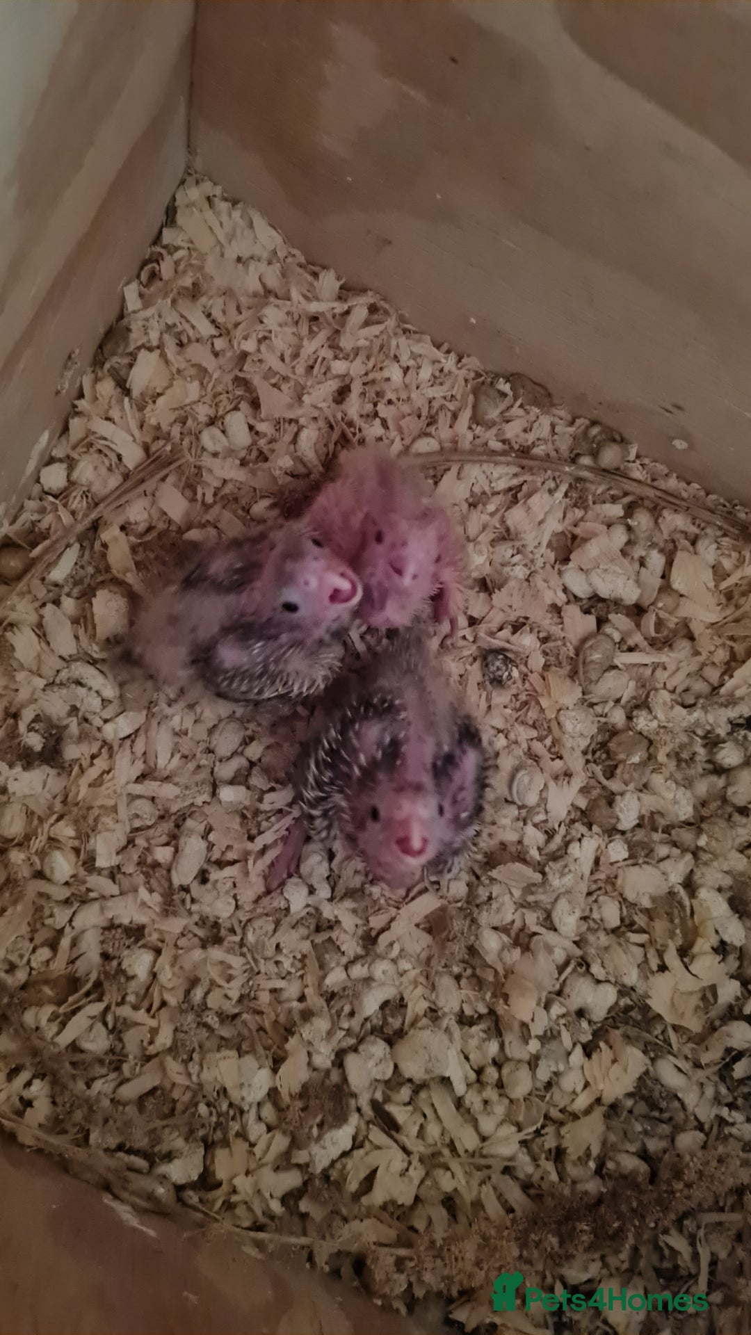 Cockatiels birds for sale: Gorgeous Baby Cockatiels  - Image 5