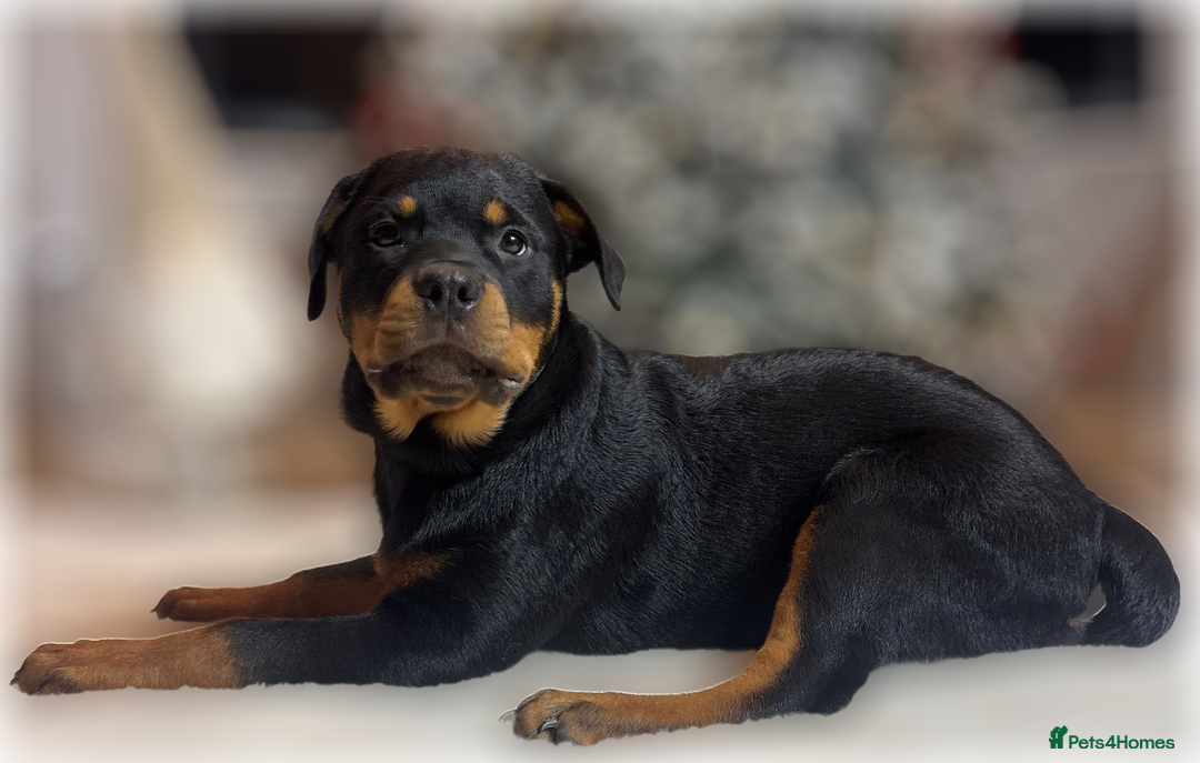 Rottweiler dogs for sale: ROTTWEILER PUPPIES. KC REGISTERED. FREE INSURANCE. - Advert 27