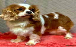 Cavalier King Charles Spaniel dogs for adoption: Angie: The Heart That Kept Beating  - Image 3