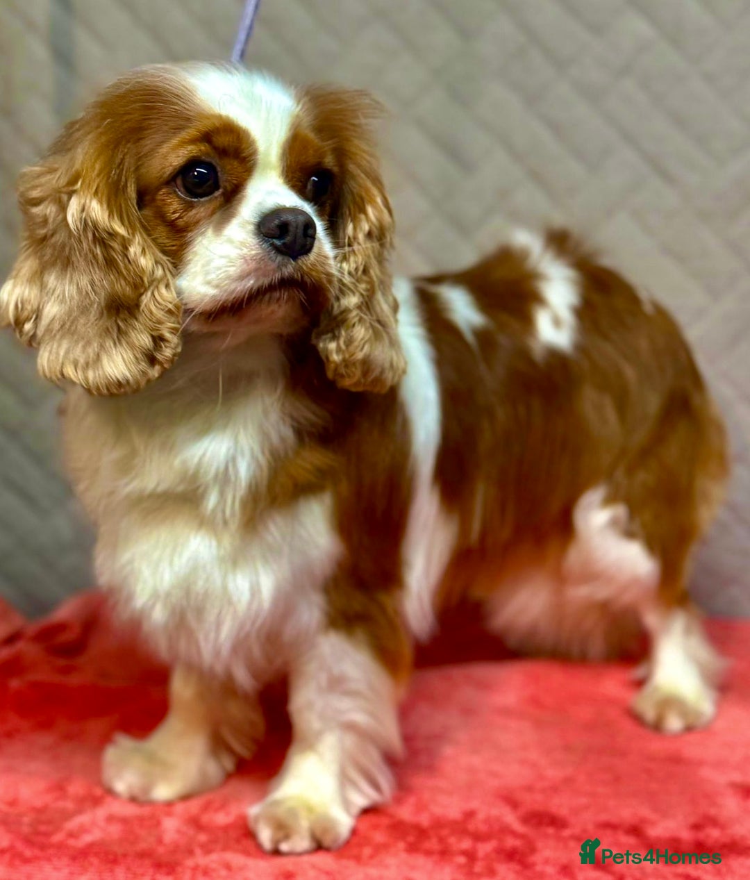 Cavalier King Charles Spaniel dogs for adoption: Angie: The Heart That Kept Beating  - Image 3