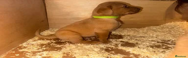 Mr green collar