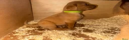 Labrador Retriever dogs for sale: Stunning dark red Labrador pups - Advert 7