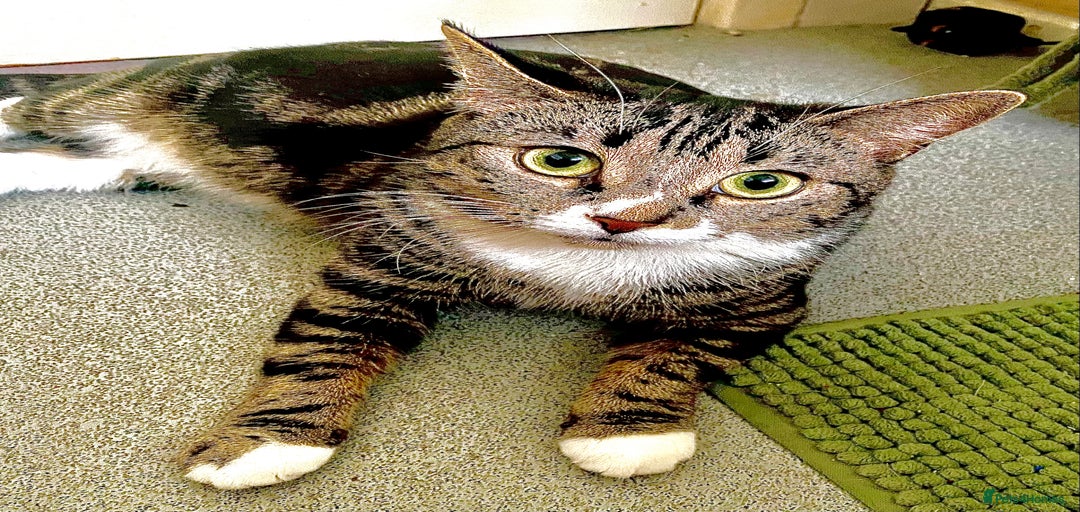 Gallery Image {{count}}