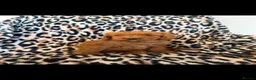 Cockapoo dogs for sale: F1 cockapoo  - Advert 10