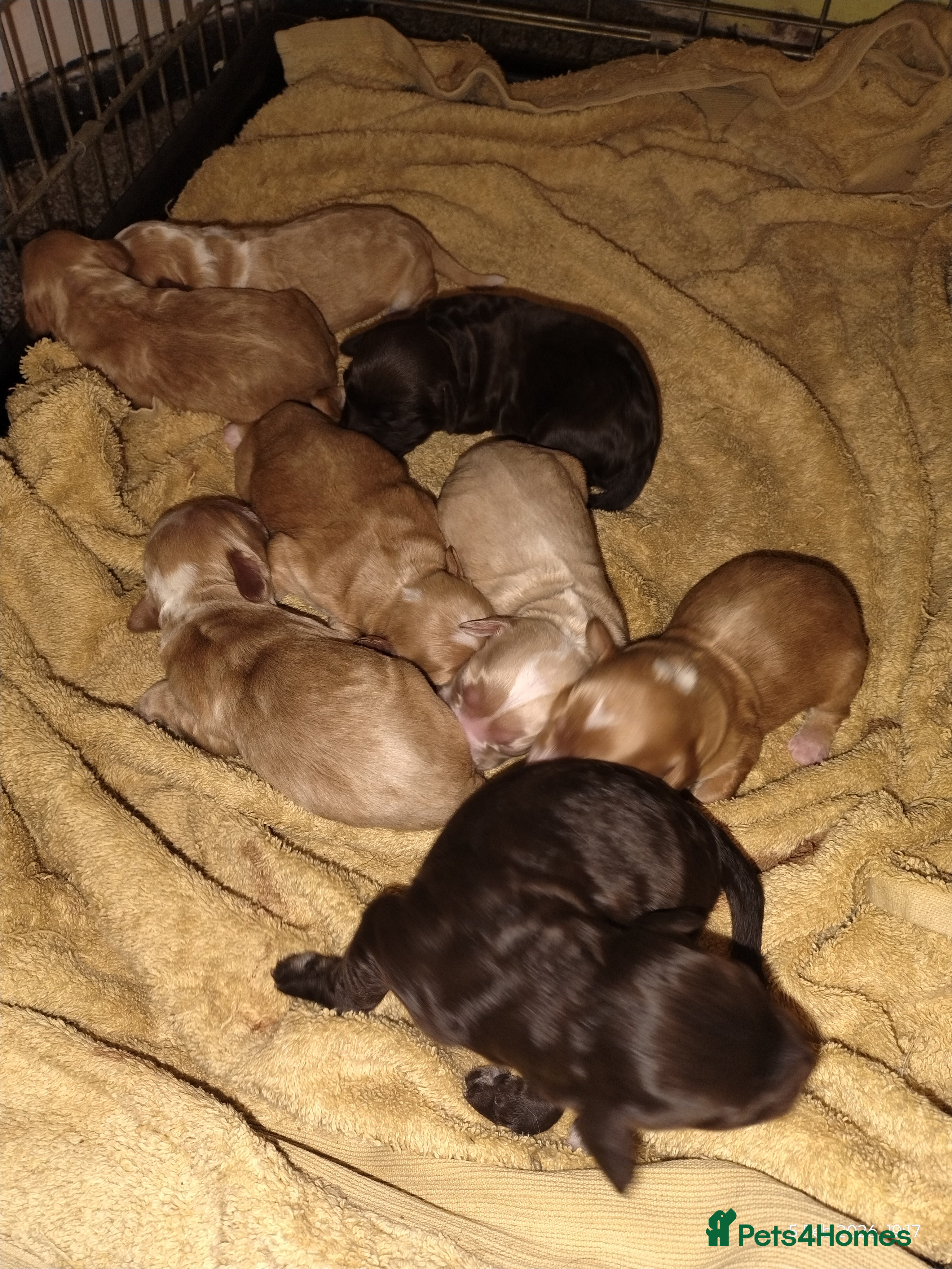 Cockapoo dogs Cockapoo puppies 100%  - Advert 1