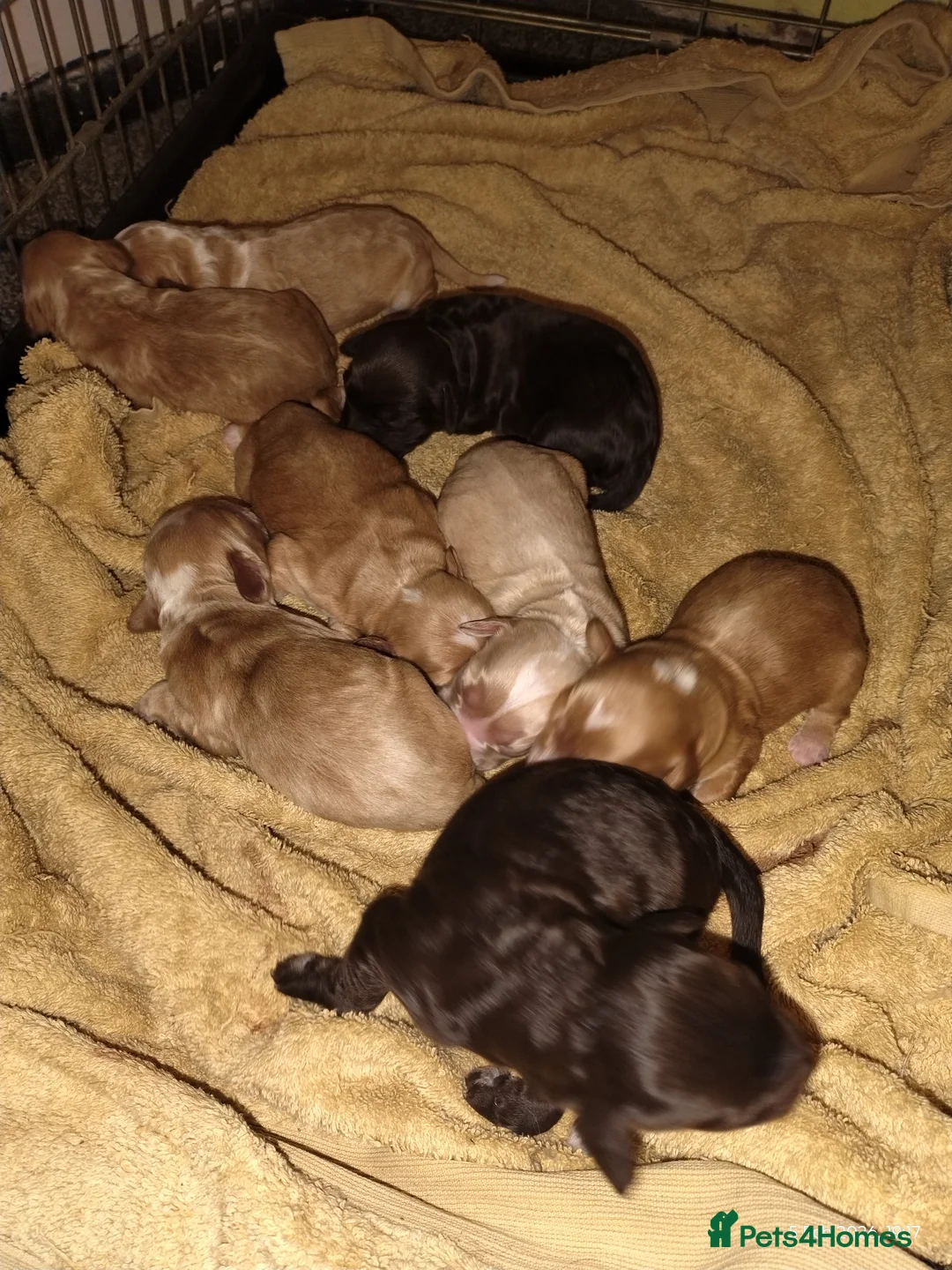 Cockapoo dogs for sale: Cockapoo puppies 100%  - Advert 1