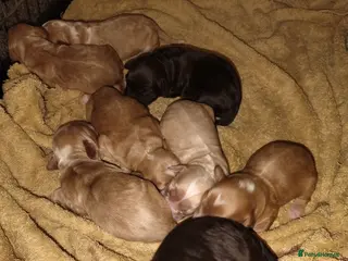 Cockapoo dogs Cockapoo puppies 100% - Advert 1