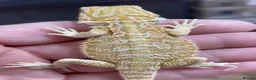 Bearded Dragon reptiles for sale: Bearded Dragon 5* Licensed Breeder Red Orange Blue in Castle Cary - Advert 5