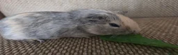 Guinea Pig rodents for sale: 1 swiss 1 shorthaired - Advert 5