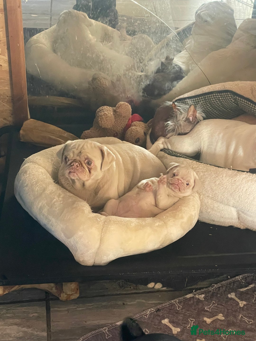 Pug dogs for sale: Pink champagne pug puppy - Advert 5