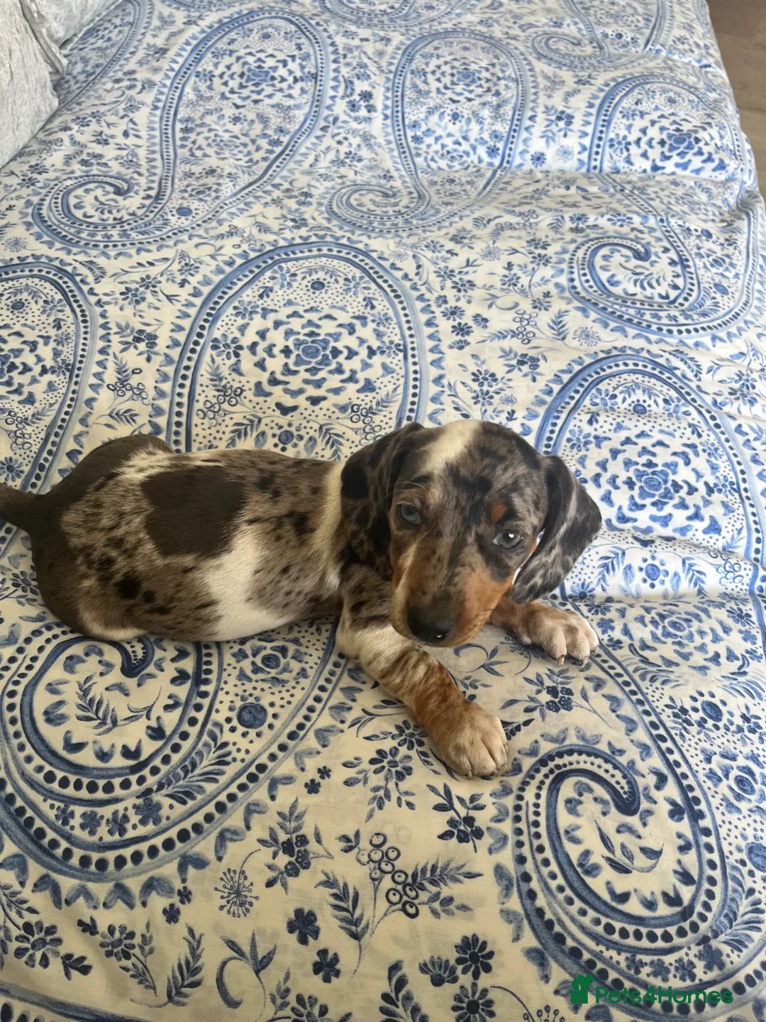 Miniature Dachshund dogs for sale: Miniature  dachshund - Advert 2