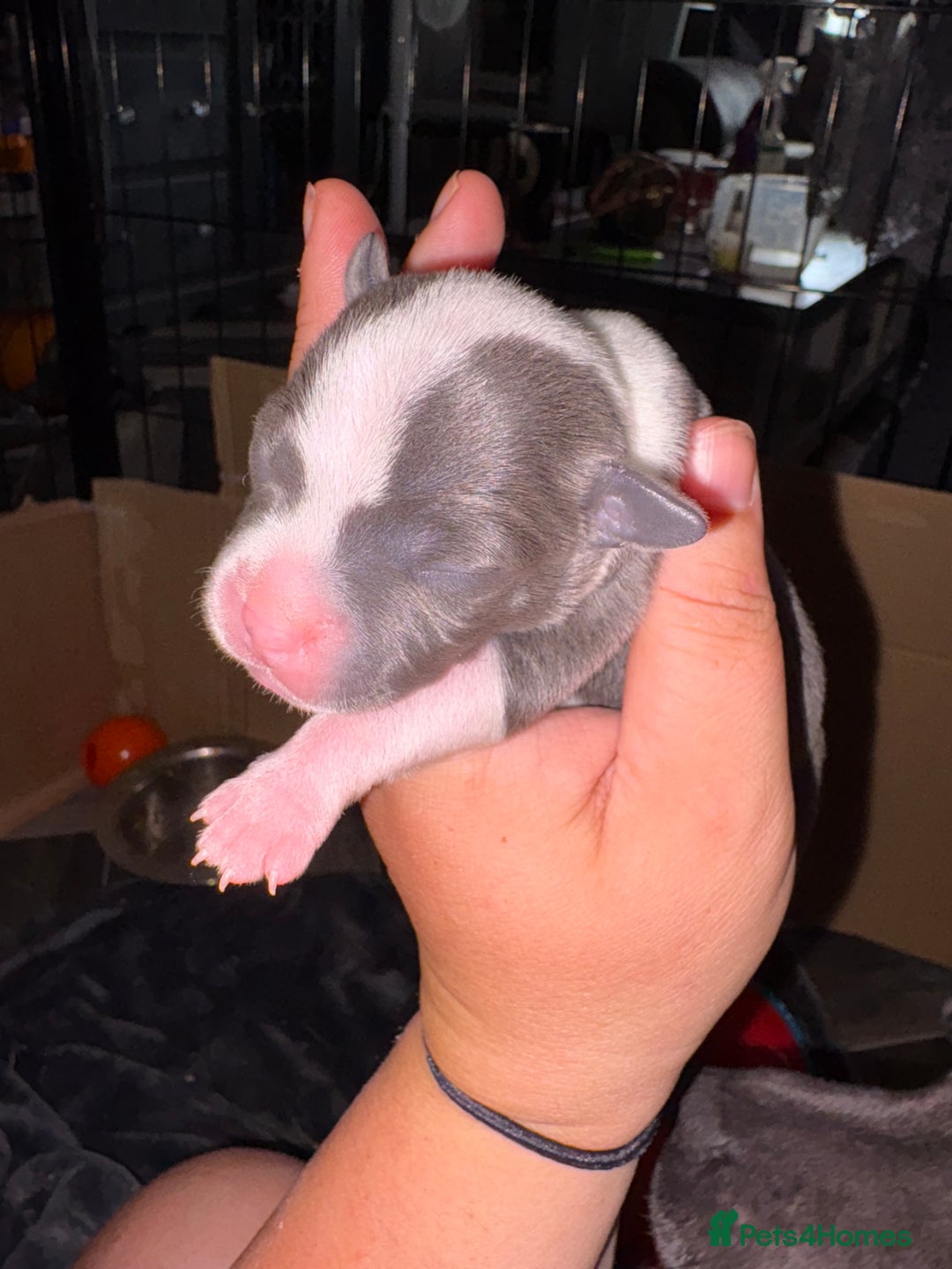 Staffordshire Bull Terrier dogs for sale: Blue staffordshire bull terrier puppies  - Image 5