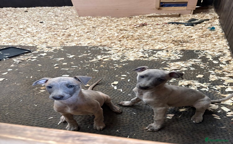 Whippet dogs - Advert 6