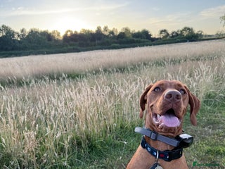 Mixed Breed dogs Vizmaraner puppies - Advert 2