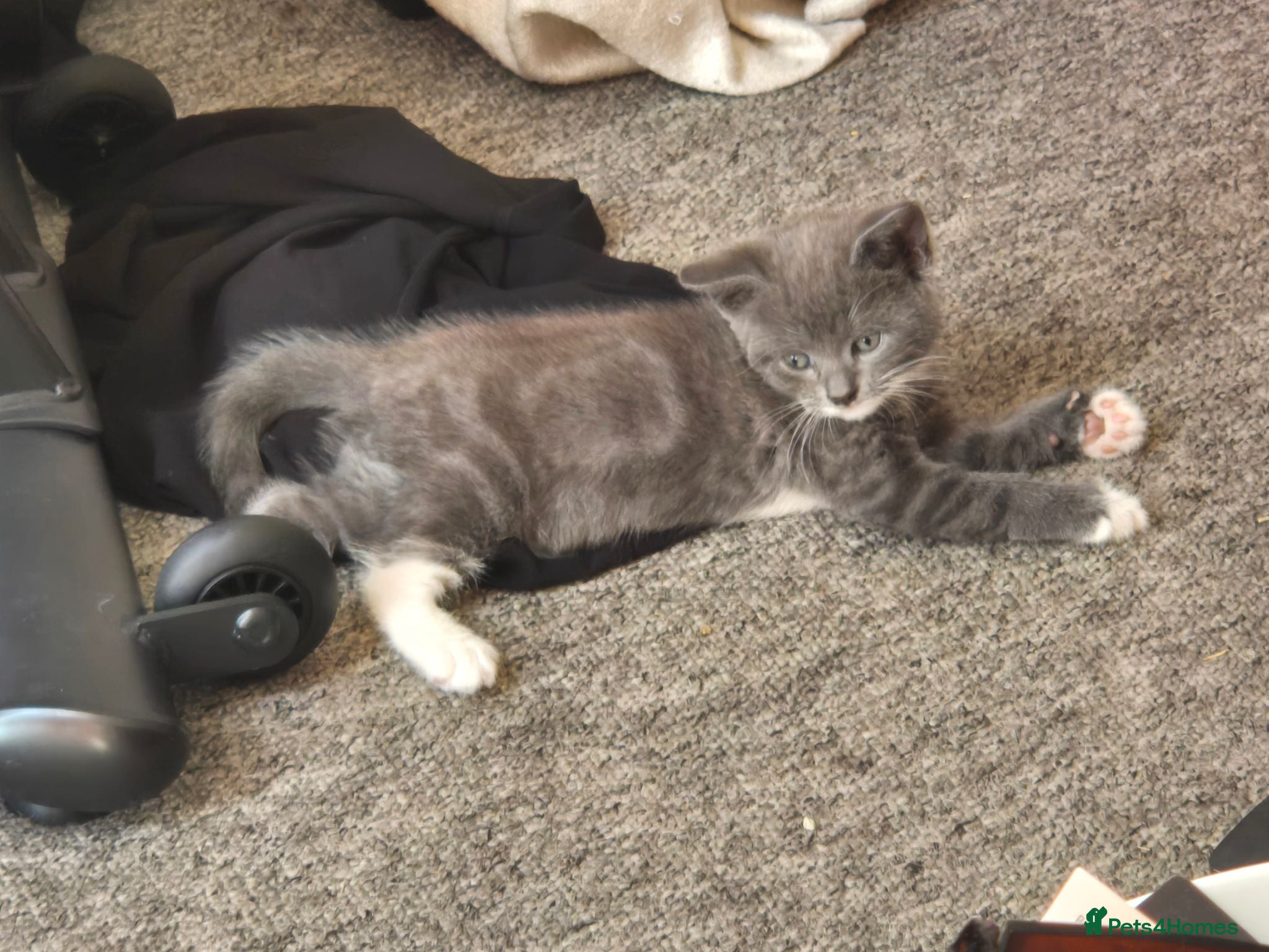 Mixed Breed cats Gray tabby male kitten - Advert 2