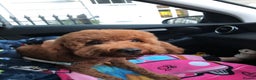Cavapoo dogs for sale: Ready to leave deep red Cavapoo puppies  - Advert 2