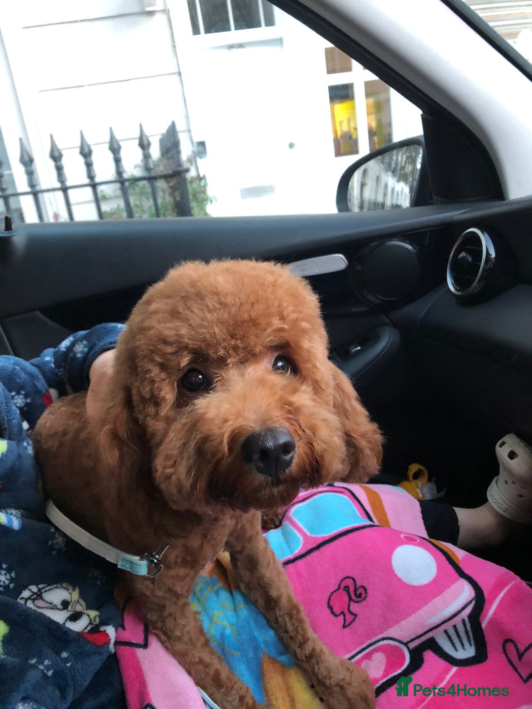 Cavapoo dogs for sale: Ready to leave deep red Cavapoo puppies  - Advert 2