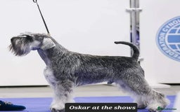 Miniature Schnauzer dogs for sale: Outstanding Miniature Schnauzer Puppies - Image 9