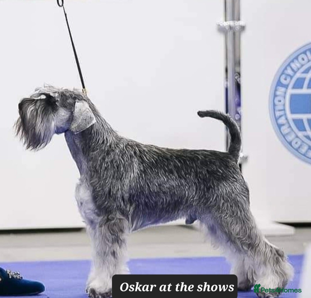 Miniature Schnauzer dogs for sale: Outstanding Miniature Schnauzer Puppies - Image 9
