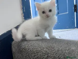 Ragdoll cats Pure breed ragdolls - Advert 1