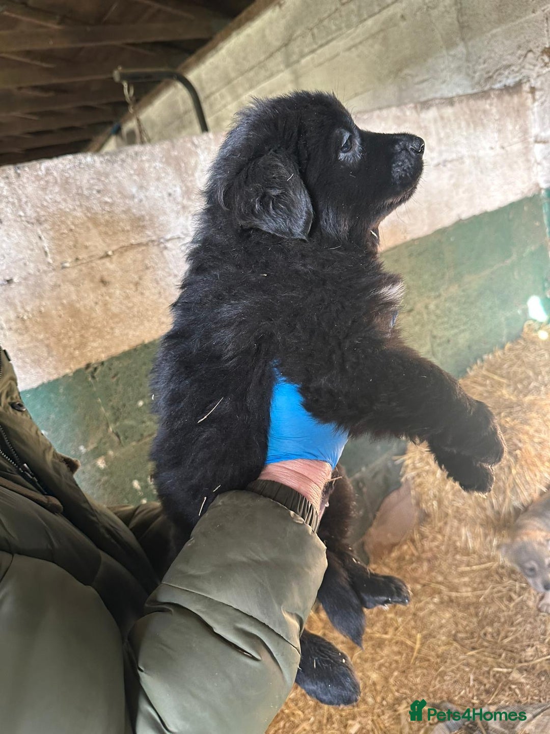 German Shepherd dogs for sale: German Shepard puppies - Advert 8