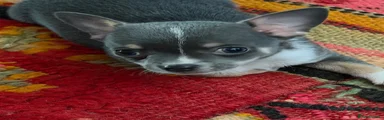 Chihuahua 1