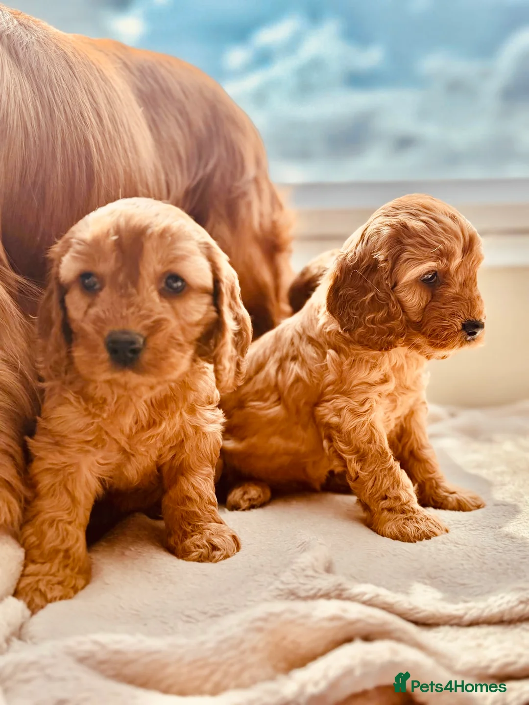 Cockapoo dogs for sale: Cockapoos  - Advert 1