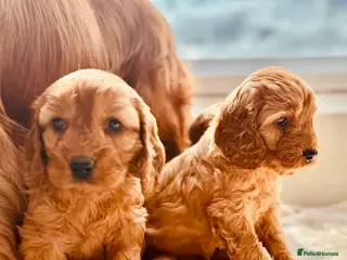 Cockapoo dogs for sale: Cockapoos - Advert 1