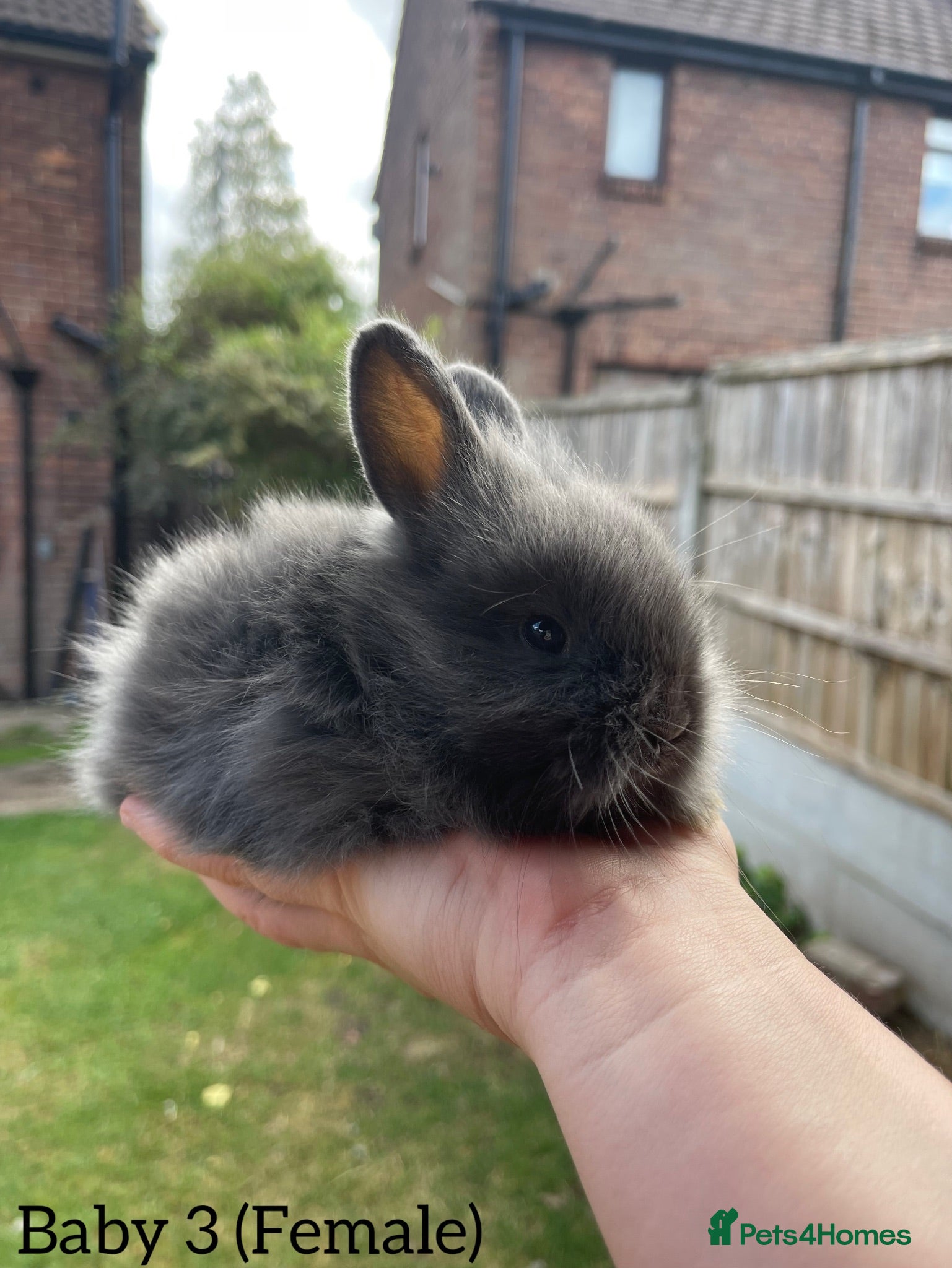 Angora rabbits ⭐️Baby Angora x Lionheads Looking for new homes ⭐️ - Advert 2