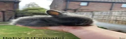 Angora rabbits for sale: Baby Angora x Lionheads Looking for new homes. - Advert 10