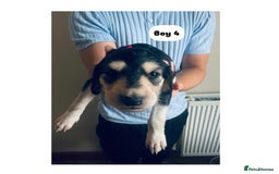 Saluki dogs for sale: KC registered Saluki puppies - Image 13