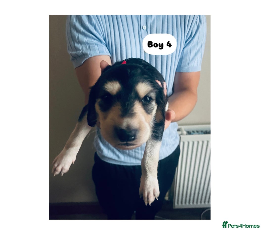 Saluki dogs for sale: KC registered Saluki puppies - Image 13
