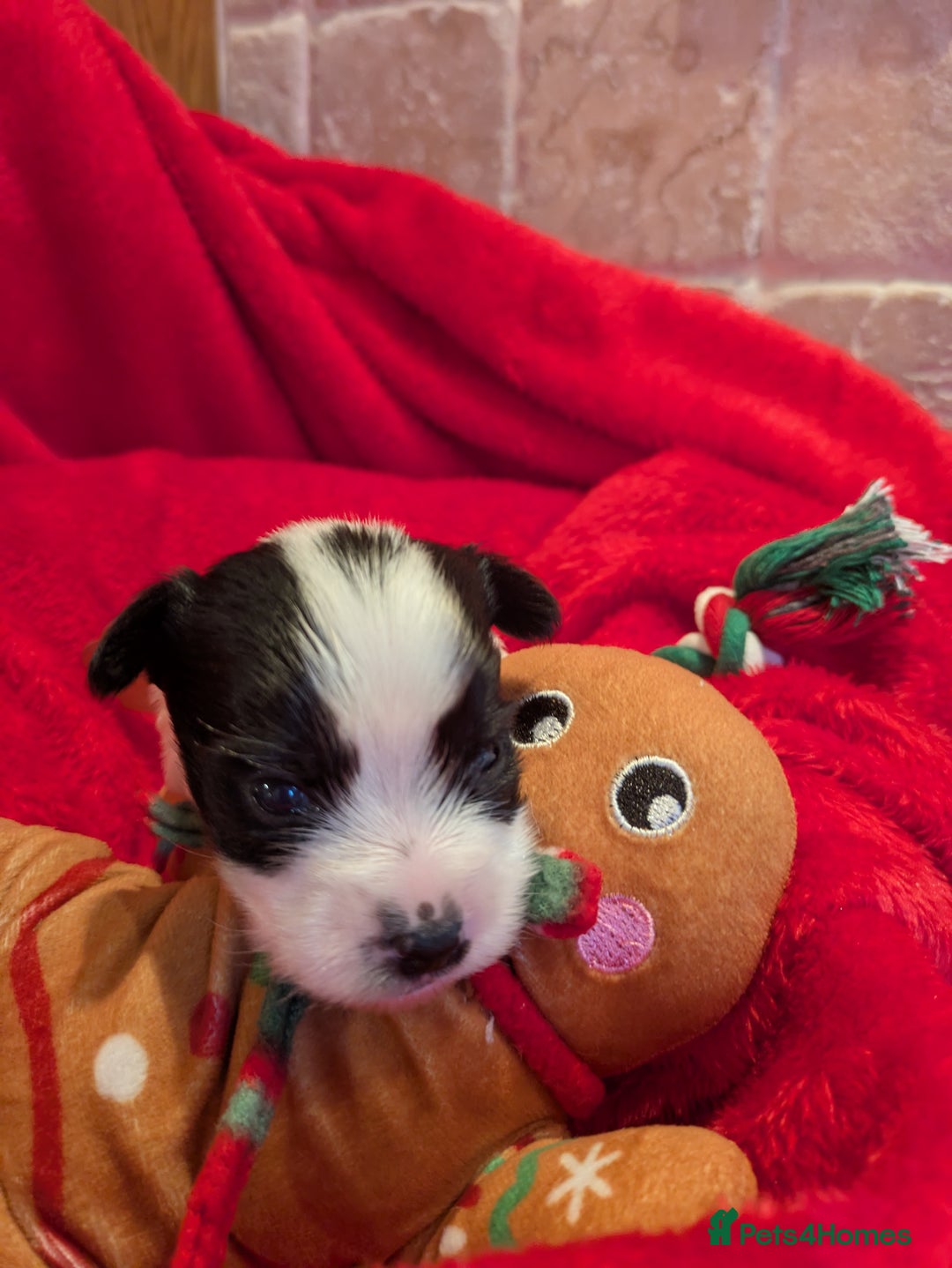 Biewer Terrier dogs for sale: Adorable Purebred Biewers  - Image 4