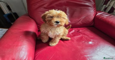 Cavapoo dogs in Knutsford - Advert 14