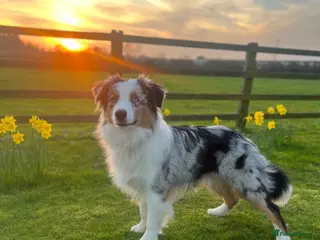 Australian Shepherd dogs Australian Shepherd 9 months old - Advert 2