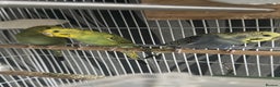 Budgerigars birds for sale: Healthy baby budgies for sale  - Advert 4