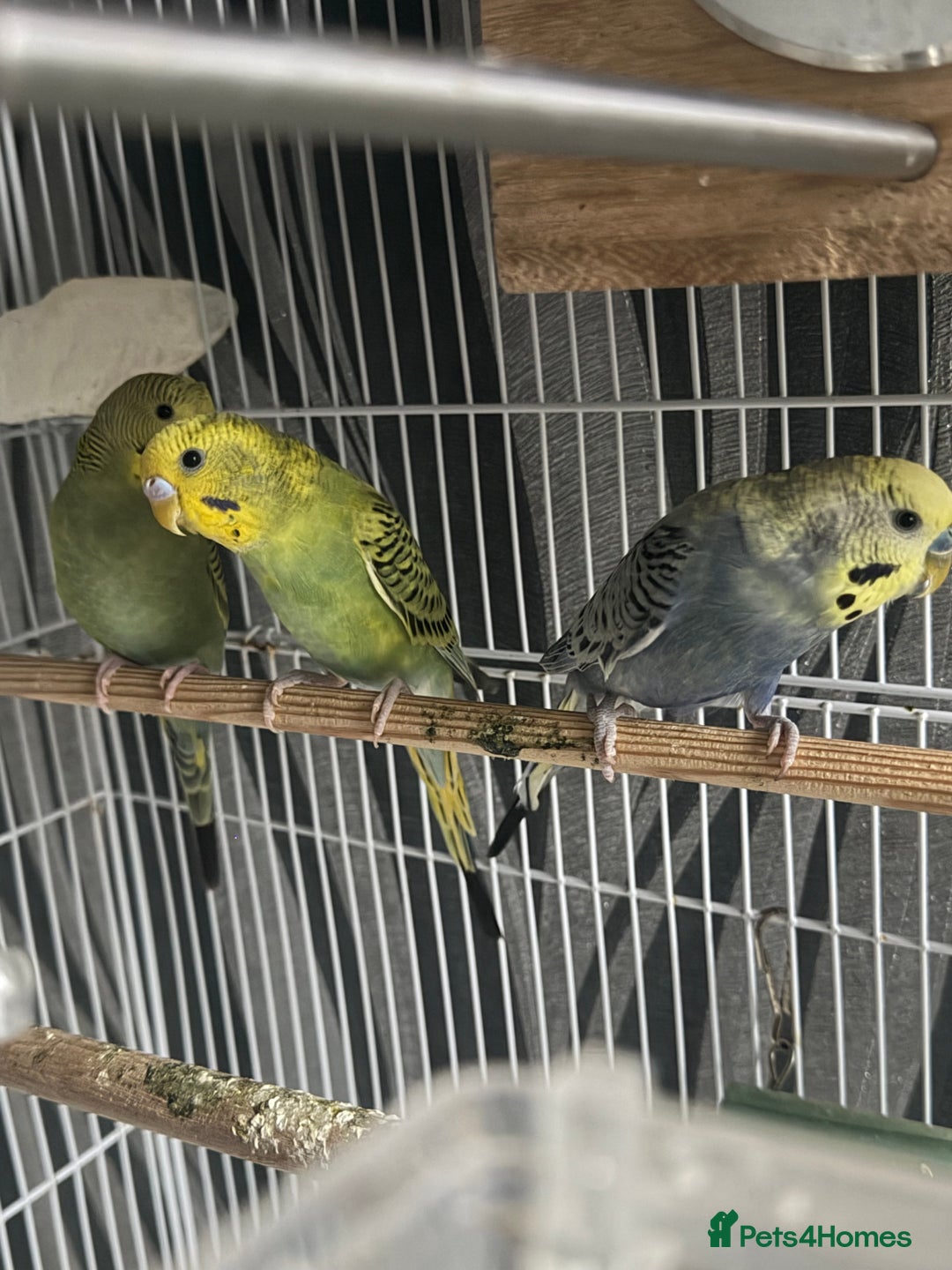 Budgerigars birds for sale: Healthy baby budgies for sale  - Advert 4