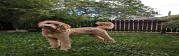 Goldendoodle dogs for sale: 🤎🐶STANDARD GOLDEN/DOUBLEDOODLE PUPPIES🐶🤎 - Advert 11
