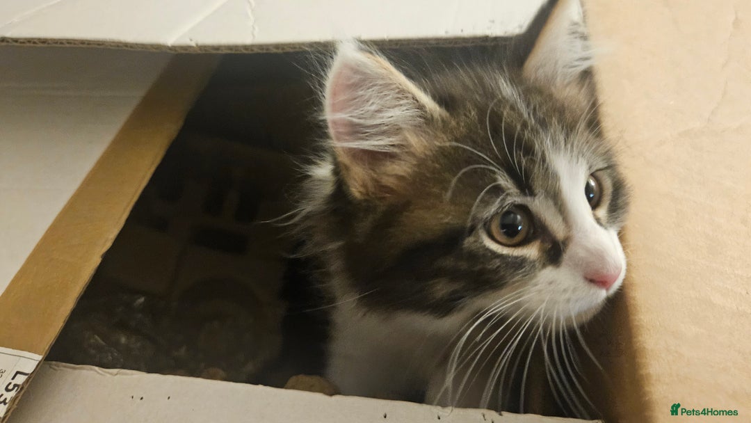 Maine Coon cats for sale: Beautiful Female Mixed Maine Coon kittens - Advert 12