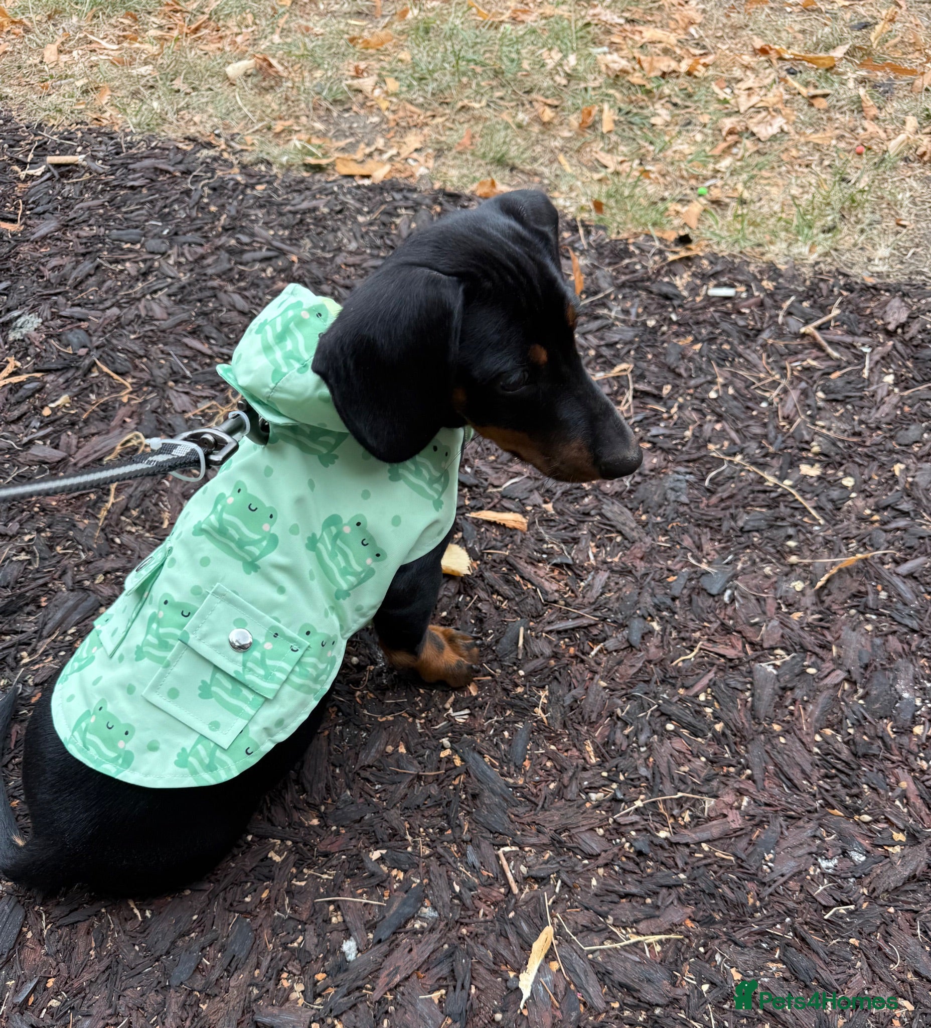 Dachshund dogs Arlo  - Advert 1