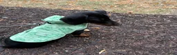 Dachshund dogs for sale: Arlo  - Advert 1