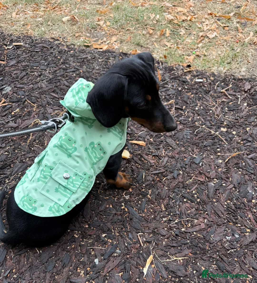Dachshund dogs for sale: Arlo  - Advert 1