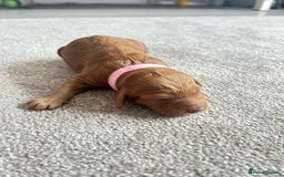 Cockapoo dogs for sale: Beautiful Cockapoo F2 puppies  - Image 11